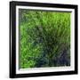 Spring Green-Ursula Abresch-Framed Photographic Print