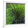 Spring Green-Ursula Abresch-Framed Photographic Print