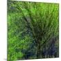 Spring Green-Ursula Abresch-Mounted Photographic Print