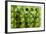 Spring Green-Scott J. Davis-Framed Giclee Print