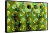 Spring Green-Scott J. Davis-Framed Stretched Canvas