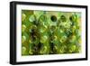 Spring Green-Scott J. Davis-Framed Giclee Print