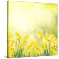 Spring Growing Daffodils in Garden-neirfy-Stretched Canvas