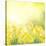 Spring Growing Daffodils in Garden-neirfy-Stretched Canvas