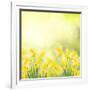 Spring Growing Daffodils in Garden-neirfy-Framed Art Print