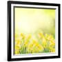 Spring Growing Daffodils in Garden-neirfy-Framed Art Print