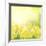 Spring Growing Daffodils in Garden-neirfy-Framed Art Print