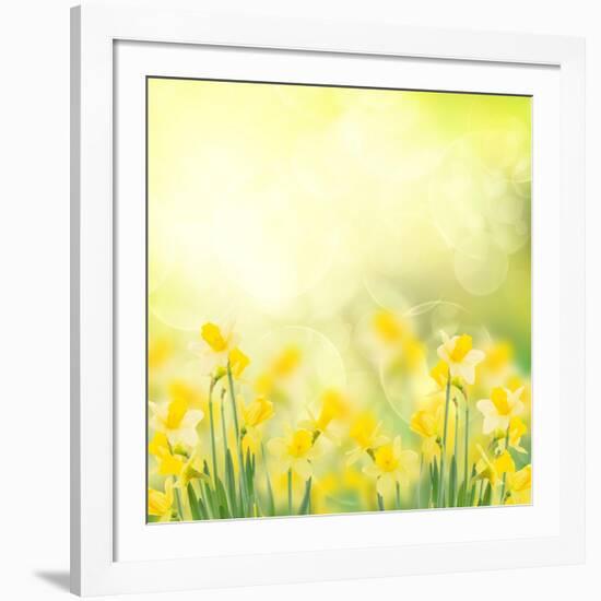 Spring Growing Daffodils in Garden-neirfy-Framed Art Print