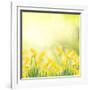 Spring Growing Daffodils in Garden-neirfy-Framed Art Print