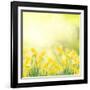 Spring Growing Daffodils in Garden-neirfy-Framed Art Print