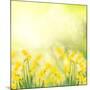 Spring Growing Daffodils in Garden-neirfy-Mounted Art Print