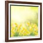 Spring Growing Daffodils in Garden-neirfy-Framed Art Print