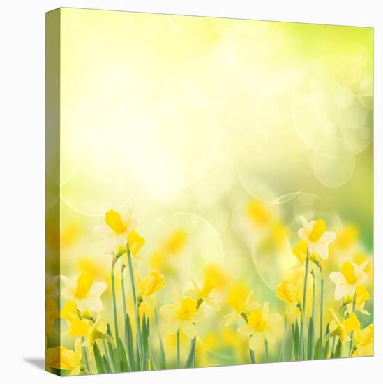 Spring Growing Daffodils in Garden-neirfy-Stretched Canvas