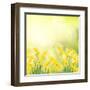 Spring Growing Daffodils in Garden-neirfy-Framed Art Print