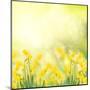 Spring Growing Daffodils in Garden-neirfy-Mounted Art Print