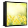 Spring Growing Daffodils in Garden-neirfy-Framed Stretched Canvas