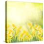 Spring Growing Daffodils in Garden-neirfy-Stretched Canvas