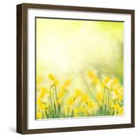 Spring Growing Daffodils in Garden-neirfy-Framed Art Print