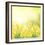 Spring Growing Daffodils in Garden-neirfy-Framed Art Print