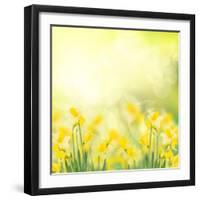 Spring Growing Daffodils in Garden-neirfy-Framed Art Print