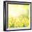 Spring Growing Daffodils in Garden-neirfy-Framed Art Print