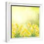 Spring Growing Daffodils in Garden-neirfy-Framed Art Print