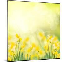 Spring Growing Daffodils in Garden-neirfy-Mounted Art Print