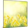 Spring Growing Daffodils in Garden-neirfy-Mounted Art Print