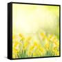 Spring Growing Daffodils in Garden-neirfy-Framed Stretched Canvas