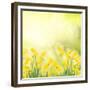 Spring Growing Daffodils in Garden-neirfy-Framed Premium Giclee Print