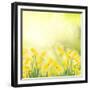 Spring Growing Daffodils in Garden-neirfy-Framed Premium Giclee Print