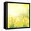 Spring Growing Daffodils in Garden-neirfy-Framed Stretched Canvas