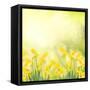 Spring Growing Daffodils in Garden-neirfy-Framed Stretched Canvas