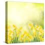 Spring Growing Daffodils in Garden-neirfy-Stretched Canvas