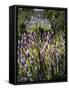 Spring growing wild lavender (lavandula stoechas) in Malaga Province, Andalucia, Spain-Panoramic Images-Framed Stretched Canvas