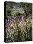 Spring growing wild lavender (lavandula stoechas) in Malaga Province, Andalucia, Spain-Panoramic Images-Stretched Canvas