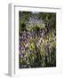 Spring growing wild lavender (lavandula stoechas) in Malaga Province, Andalucia, Spain-Panoramic Images-Framed Photographic Print