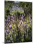 Spring growing wild lavender (lavandula stoechas) in Malaga Province, Andalucia, Spain-Panoramic Images-Mounted Photographic Print