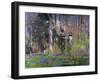 Spring Has Come-George F. Henry-Framed Giclee Print