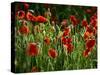 Spring Has Sprung-Doug Chinnery-Stretched Canvas