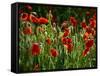 Spring Has Sprung-Doug Chinnery-Framed Stretched Canvas