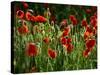 Spring Has Sprung-Doug Chinnery-Stretched Canvas