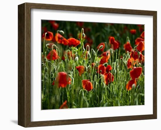 Spring Has Sprung-Doug Chinnery-Framed Photographic Print