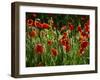 Spring Has Sprung-Doug Chinnery-Framed Photographic Print