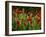 Spring Has Sprung-Doug Chinnery-Framed Photographic Print