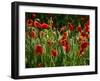 Spring Has Sprung-Doug Chinnery-Framed Photographic Print