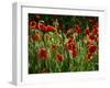 Spring Has Sprung-Doug Chinnery-Framed Photographic Print