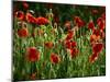 Spring Has Sprung-Doug Chinnery-Mounted Photographic Print