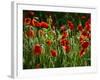 Spring Has Sprung-Doug Chinnery-Framed Photographic Print