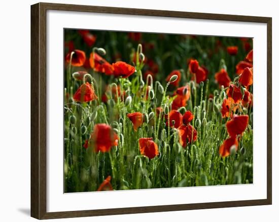 Spring Has Sprung-Doug Chinnery-Framed Photographic Print